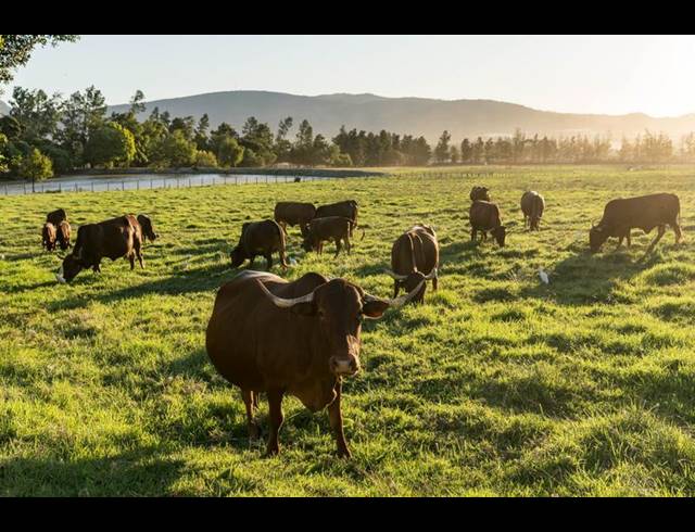 FARM FOR SALE IN WELLINGTON OPEN SPACE